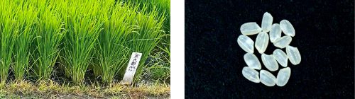 稲の写真と精米された米粒の写真